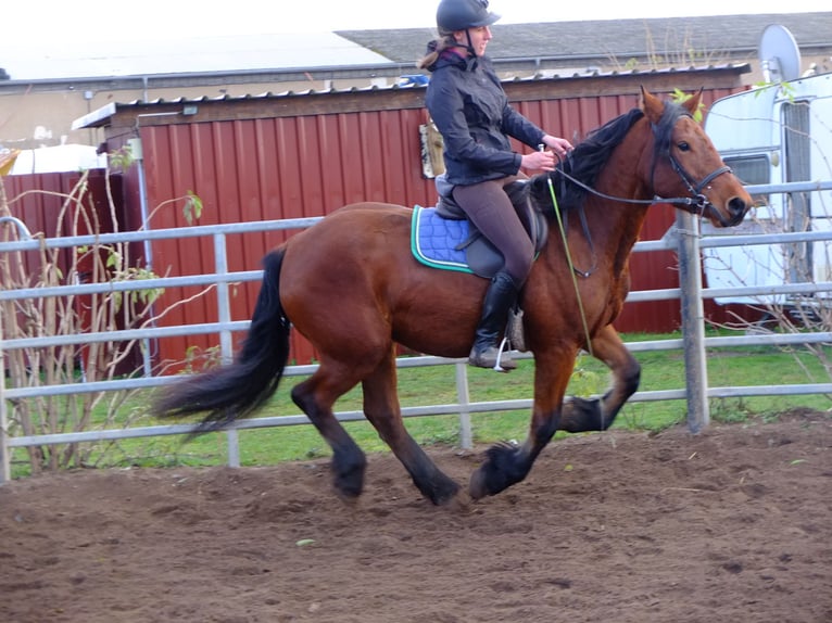 Fries paard Mix Ruin 6 Jaar 160 cm Zwart in Buttstädt