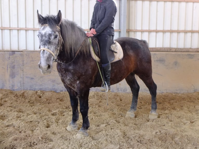 Fries paard Mix Ruin 6 Jaar 160 cm Zwart in Buttstädt