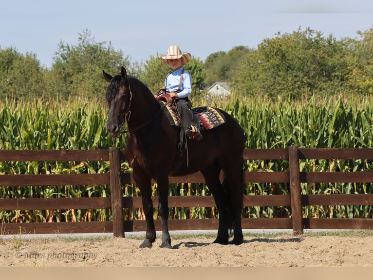 Fries paard Ruin 6 Jaar 160 cm Zwart in Sugarcreek Fries paard Ruin 6 Jaar 160 cm Zwart in Sugarcreek