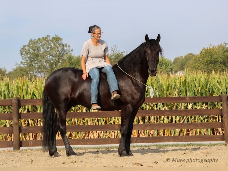 Fries paard Ruin 6 Jaar 160 cm Zwart in Sugarcreek Fries paard Ruin 6 Jaar 160 cm Zwart in Sugarcreek