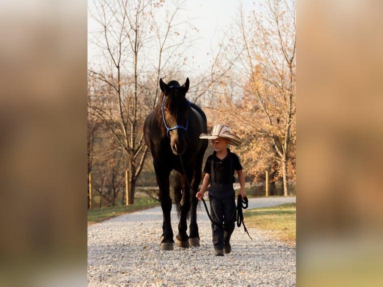 Fries paard Ruin 6 Jaar 160 cm Zwart in Sugarcreek Fries paard Ruin 6 Jaar 160 cm Zwart in Sugarcreek