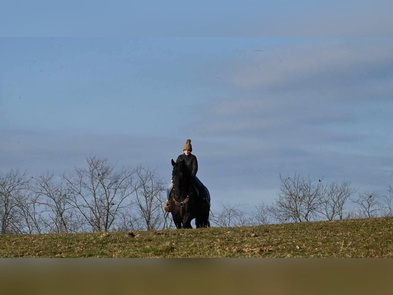 Fries paard Ruin 6 Jaar 160 cm Zwart in Millersburg OH