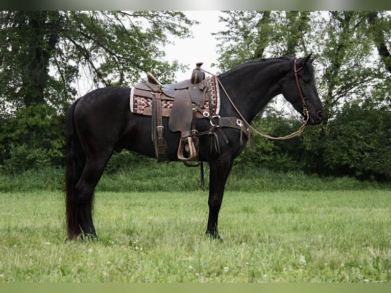 Fries paard Ruin 6 Jaar 160 cm Zwart in North Judson IN