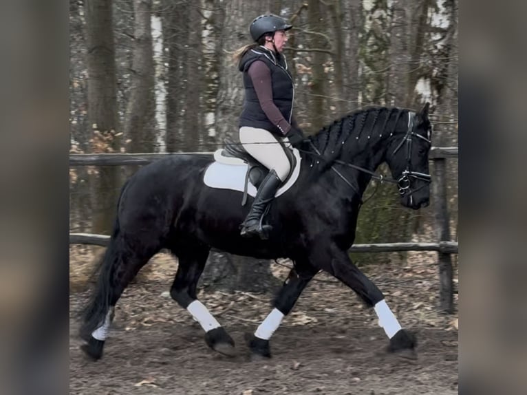 Fries paard Ruin 6 Jaar 161 cm Zwart in Leer (Ostfriesland)