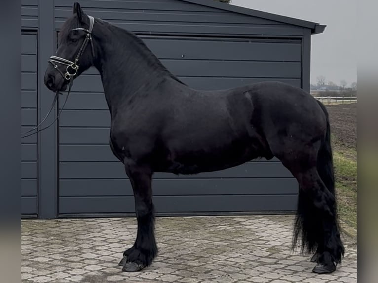 Fries paard Ruin 6 Jaar 161 cm Zwart in Leer (Ostfriesland)