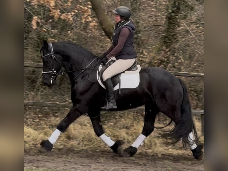 Fries paard Ruin 6 Jaar 161 cm Zwart in Leer (Ostfriesland)