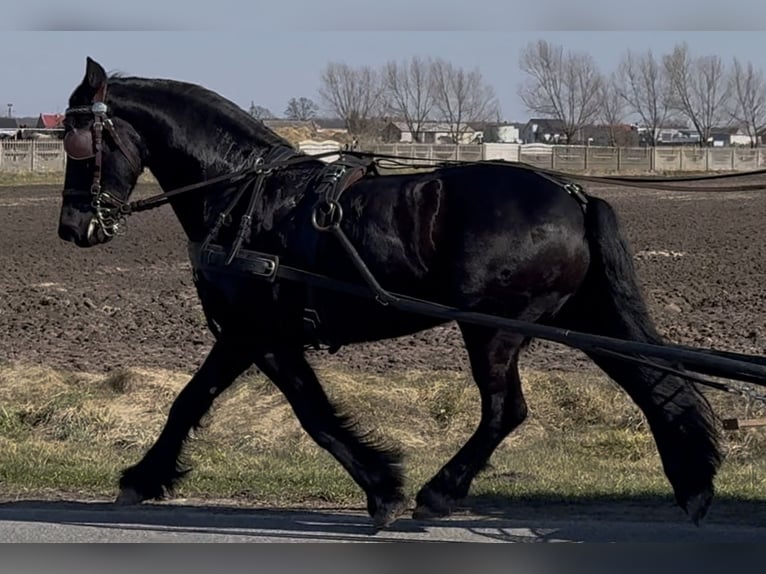 Fries paard Ruin 6 Jaar 161 cm Zwart in Leer (Ostfriesland)