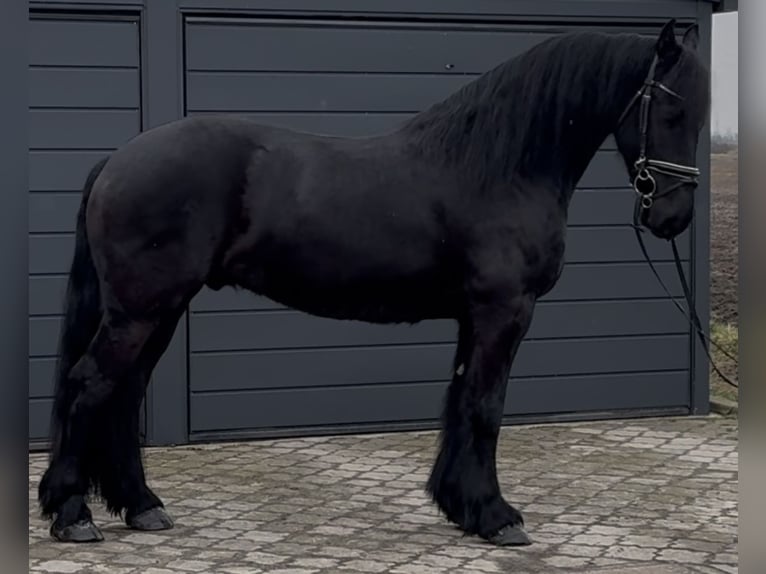 Fries paard Ruin 6 Jaar 161 cm Zwart in Leer (Ostfriesland)