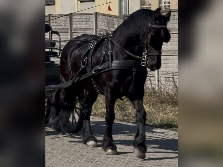 Fries paard Ruin 6 Jaar 161 cm Zwart in Leer (Ostfriesland)