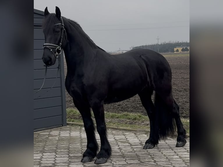 Fries paard Ruin 6 Jaar 161 cm Zwart in Leer (Ostfriesland)