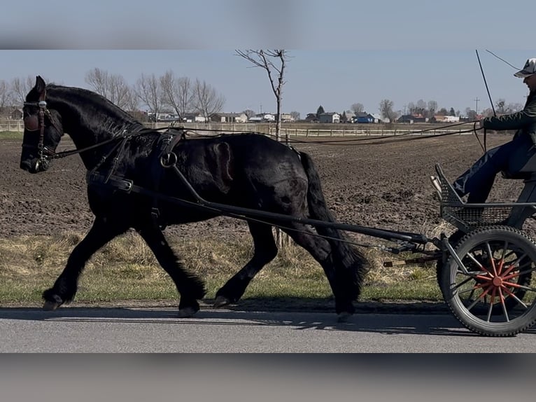 Fries paard Ruin 6 Jaar 161 cm Zwart in Leer (Ostfriesland)