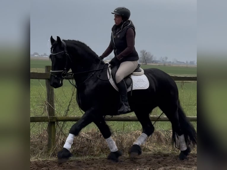 Fries paard Ruin 6 Jaar 161 cm Zwart in Leer (Ostfriesland)