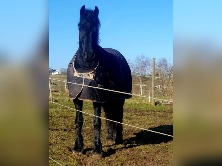 Fries paard Ruin 6 Jaar 162 cm Zwart in Emmelshausen