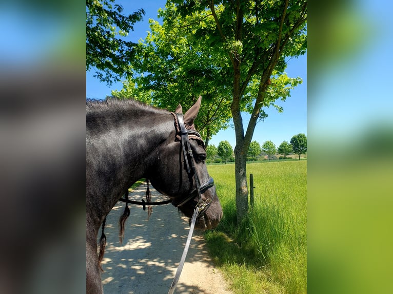 Fries paard Ruin 6 Jaar 162 cm Zwart in Emmelshausen