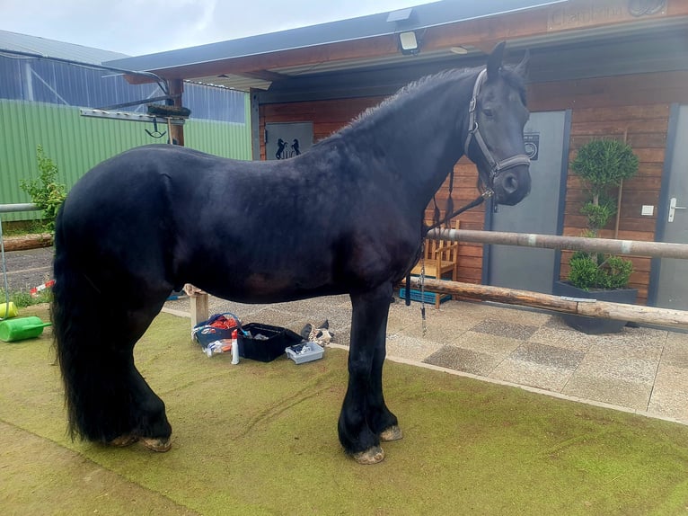 Fries paard Ruin 6 Jaar 162 cm Zwart in Emmelshausen