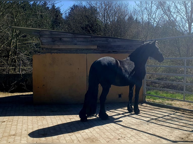 Fries paard Ruin 6 Jaar 162 cm Zwart in Emmelshausen