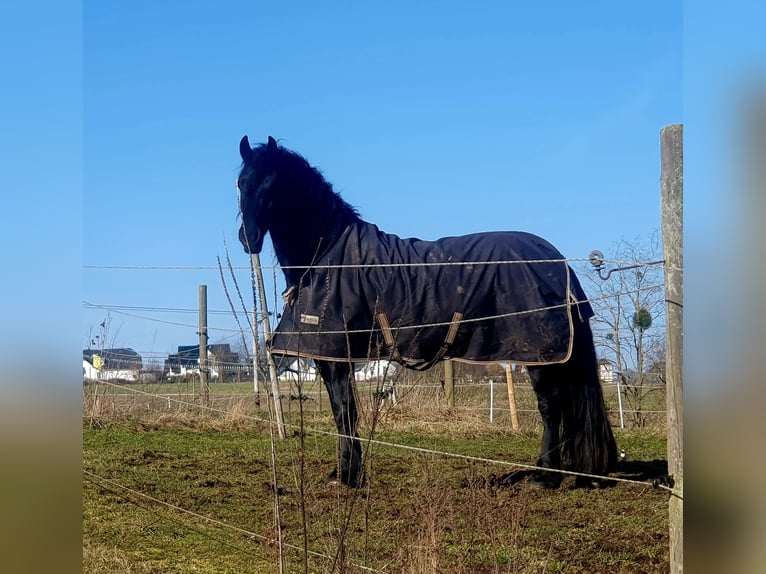 Fries paard Ruin 6 Jaar 162 cm Zwart in Emmelshausen