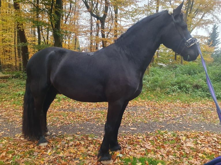 Fries paard Ruin 6 Jaar 162 cm Zwart in Emmelshausen