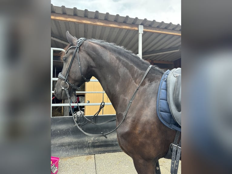 Fries paard Ruin 6 Jaar 162 cm Zwart in Bergheim