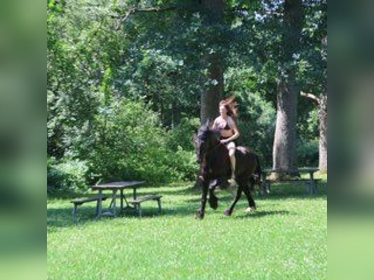 Fries paard Ruin 6 Jaar 162 cm Zwart in Howell