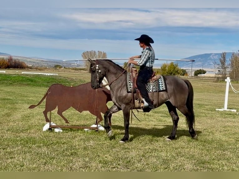 Fries paard Mix Ruin 6 Jaar 163 cm Grullo in Bozeman