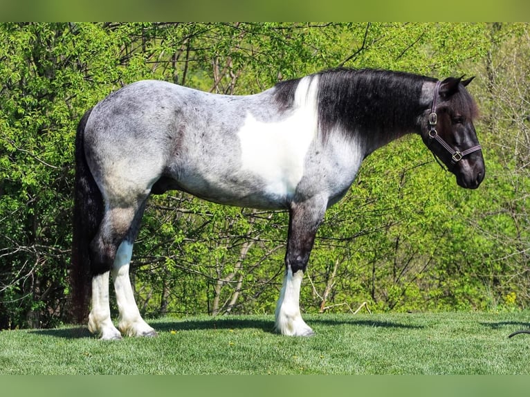 Fries paard Mix Ruin 6 Jaar 163 cm Roan-Blue in Millerstown, PA