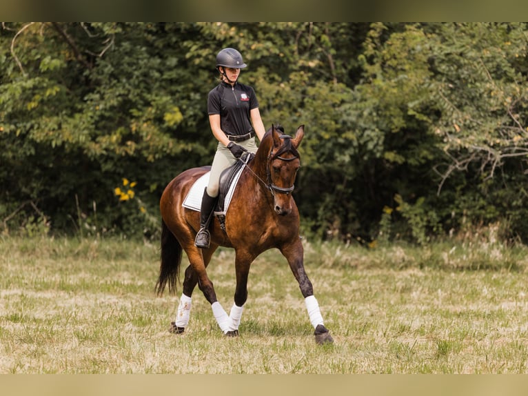 Fries paard Ruin 6 Jaar 163 cm Roodbruin in Ames