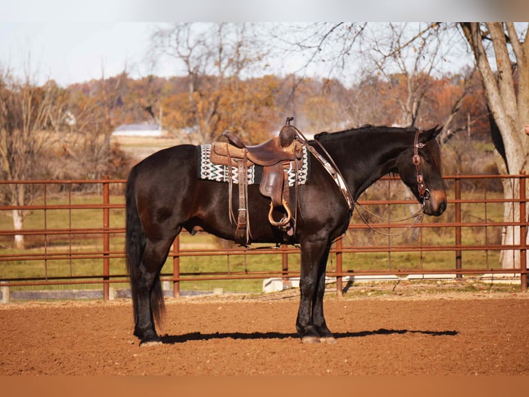 Fries paard Mix Ruin 6 Jaar 163 cm Roodbruin in Baltic