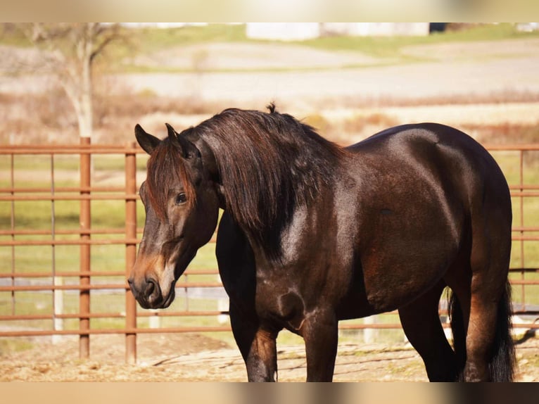Fries paard Mix Ruin 6 Jaar 163 cm Roodbruin in Baltic