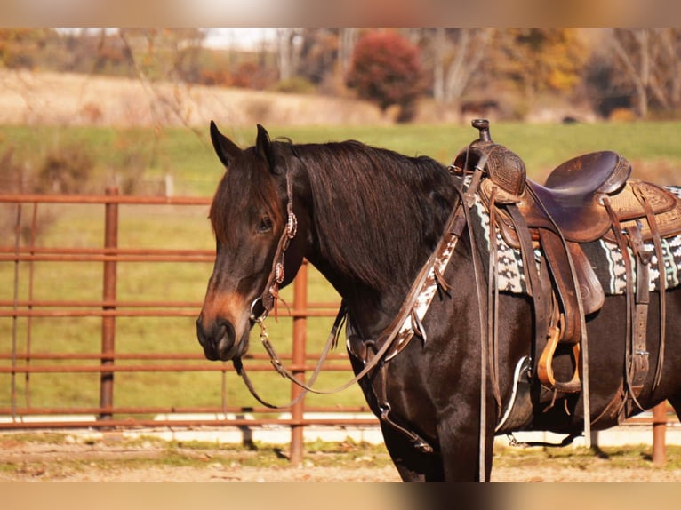 Fries paard Mix Ruin 6 Jaar 163 cm Roodbruin in Baltic