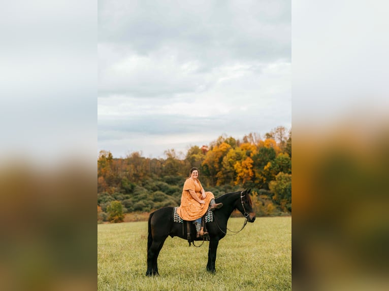 Fries paard Mix Ruin 6 Jaar 163 cm Roodbruin in Baltic