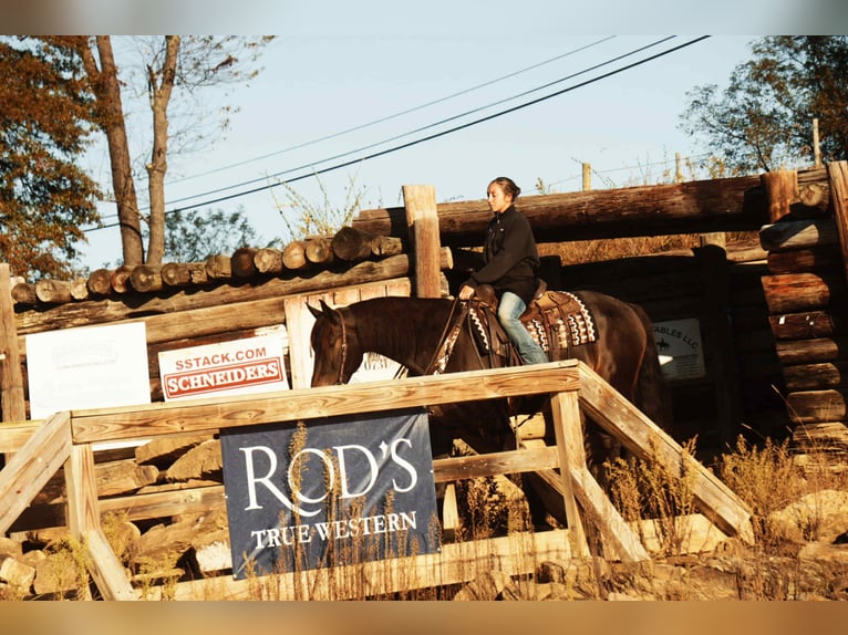 Fries paard Mix Ruin 6 Jaar 163 cm Roodbruin in Baltic