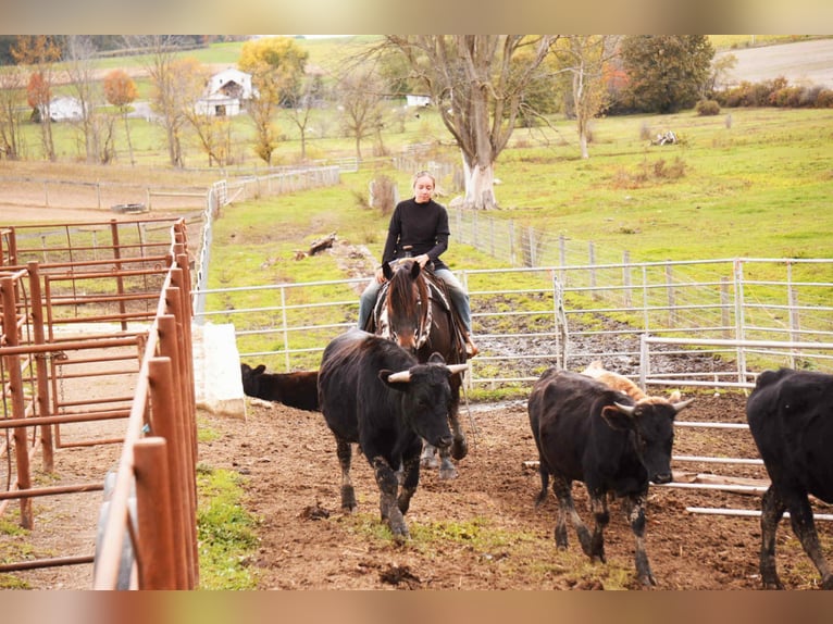 Fries paard Mix Ruin 6 Jaar 163 cm Roodbruin in Baltic