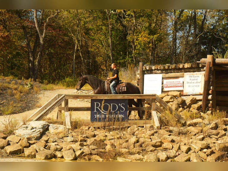 Fries paard Ruin 6 Jaar 163 cm Roodbruin in Fresno