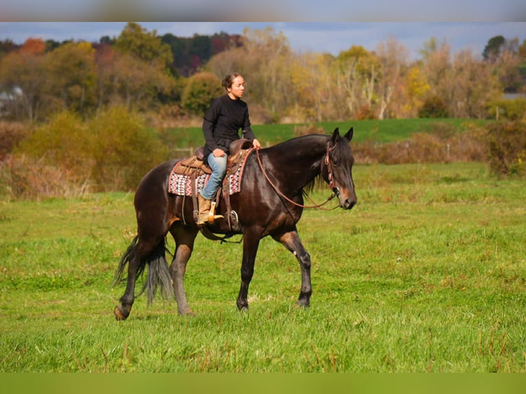 Fries paard Ruin 6 Jaar 163 cm Roodbruin in Fresno
