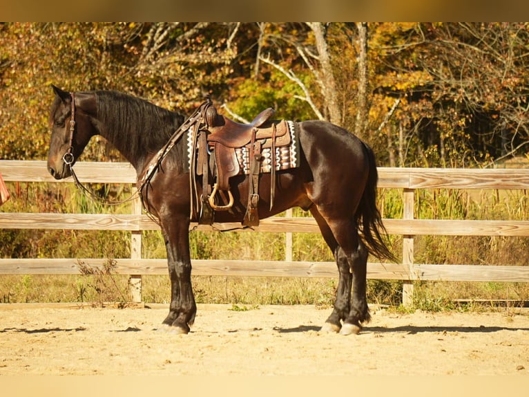 Fries paard Ruin 6 Jaar 163 cm Roodbruin in Fresno