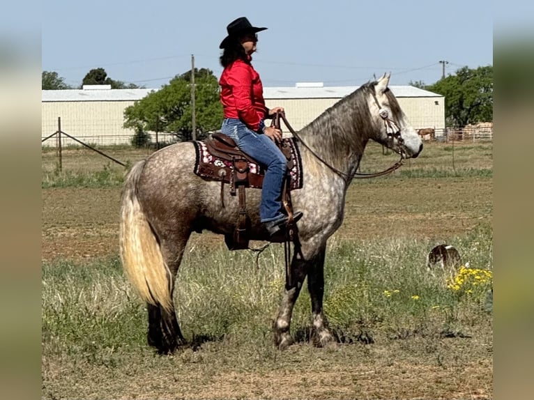 Fries paard Ruin 6 Jaar 163 cm Schimmel in Ackerly TX