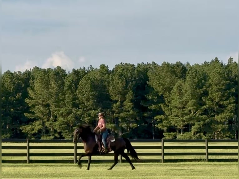 Fries paard Ruin 6 Jaar 163 cm Zwart in Johnston