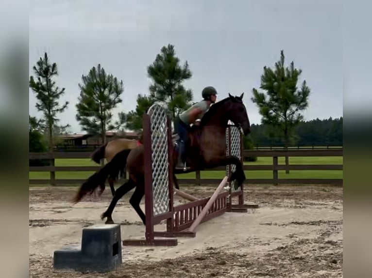 Fries paard Ruin 6 Jaar 163 cm Zwart in Johnston