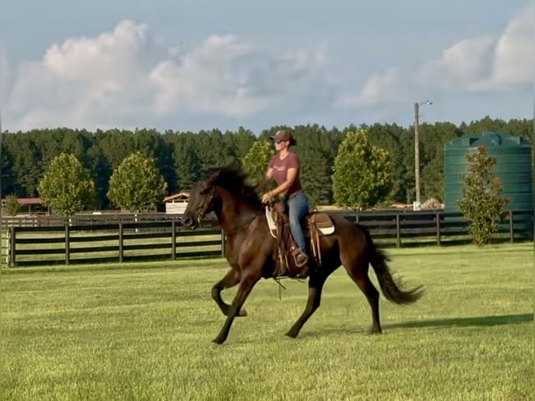 Fries paard Ruin 6 Jaar 163 cm Zwart in Johnston