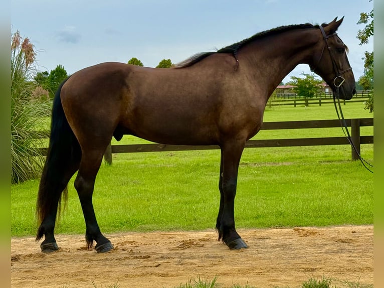 Fries paard Ruin 6 Jaar 163 cm Zwart in Johnston