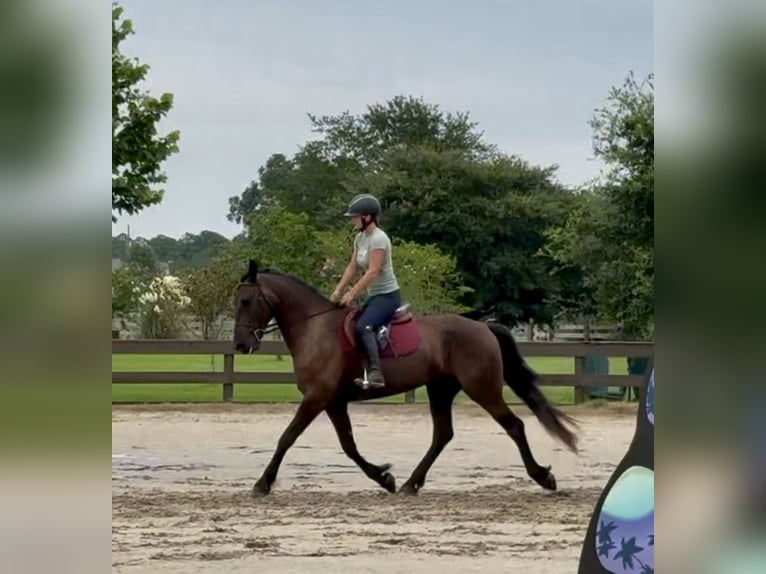 Fries paard Ruin 6 Jaar 163 cm Zwart in Johnston