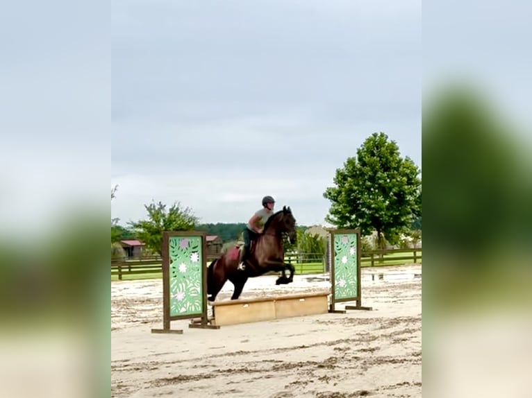 Fries paard Ruin 6 Jaar 163 cm Zwart in Johnston