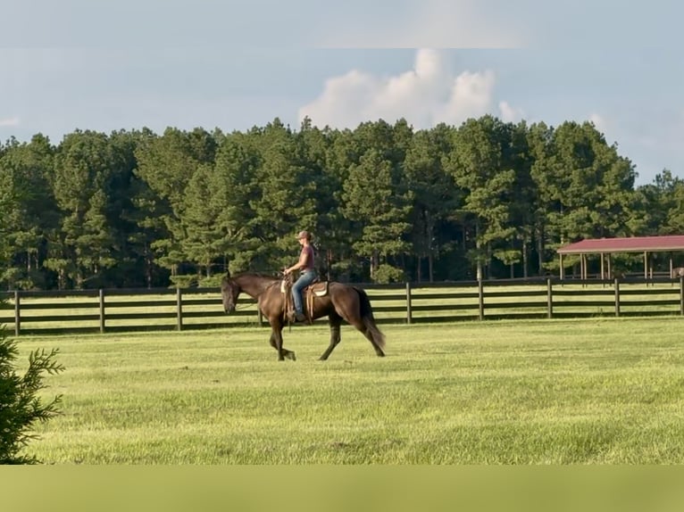 Fries paard Ruin 6 Jaar 163 cm Zwart in Johnston