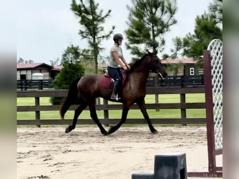 Fries paard Ruin 6 Jaar 163 cm Zwart in Johnston