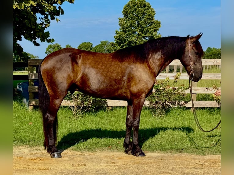 Fries paard Ruin 6 Jaar 163 cm Zwart in Johnston