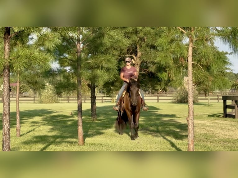 Fries paard Ruin 6 Jaar 163 cm Zwart in Johnston