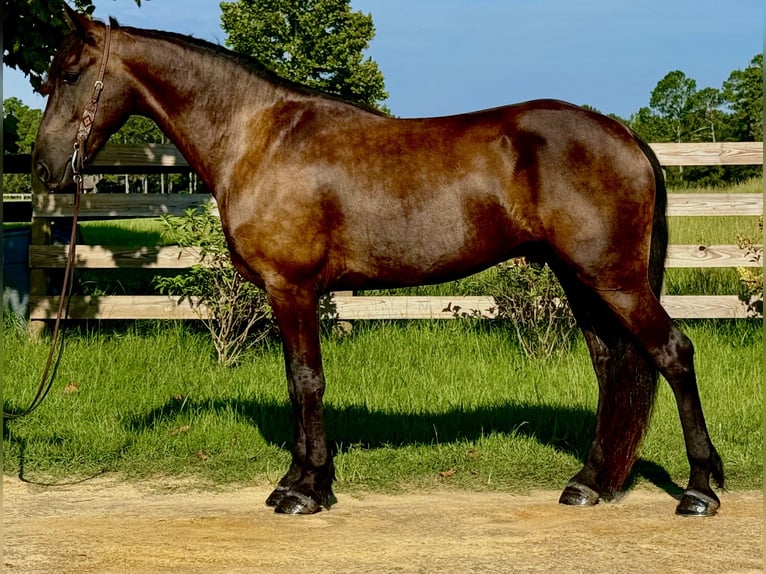 Fries paard Ruin 6 Jaar 163 cm Zwart in Johnston