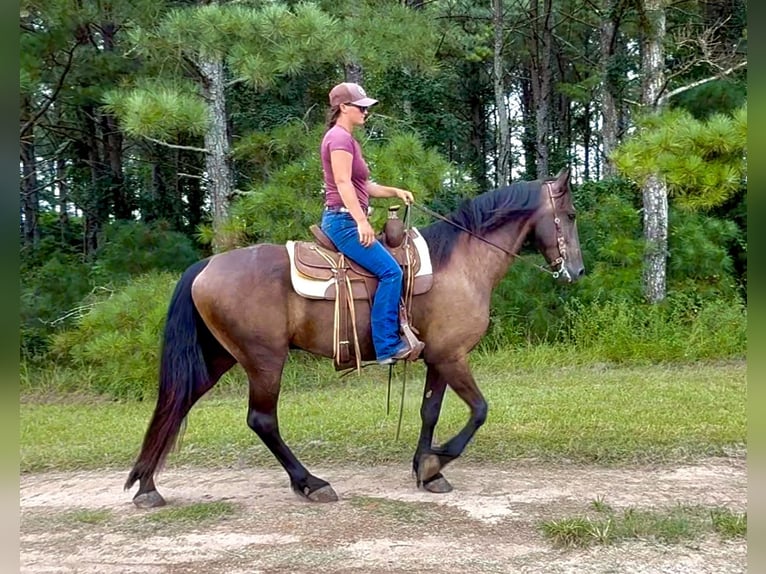 Fries paard Ruin 6 Jaar 163 cm Zwart in Johnston