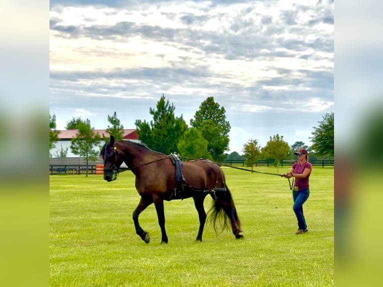 Fries paard Ruin 6 Jaar 163 cm Zwart in Johnston
